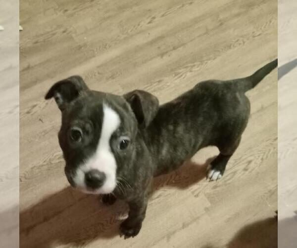Medium Photo #2 American Staffordshire Terrier Puppy For Sale in Springdale, PA, USA