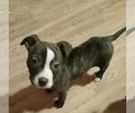 Small #1 American Staffordshire Terrier
