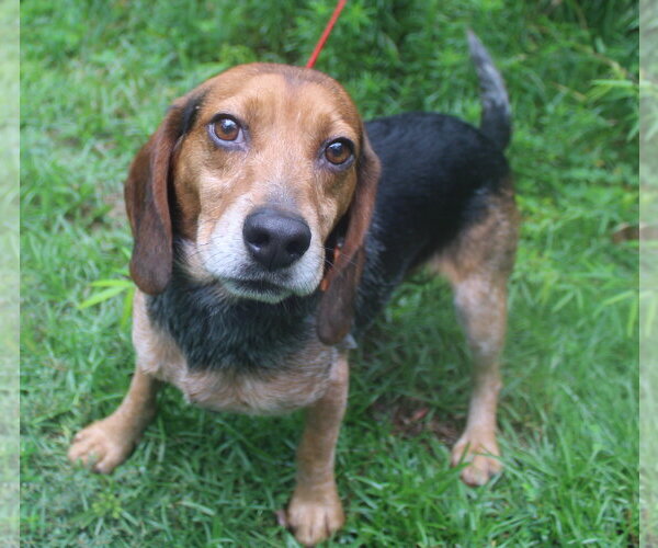 Medium Photo #5 Beagle Puppy For Sale in Dunnellon, FL, USA