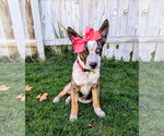 Small Photo #7 Mutt Puppy For Sale in Sandy, UT, USA