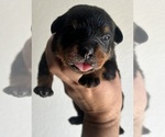 Small Photo #26 Rottweiler Puppy For Sale in AURORA, CO, USA