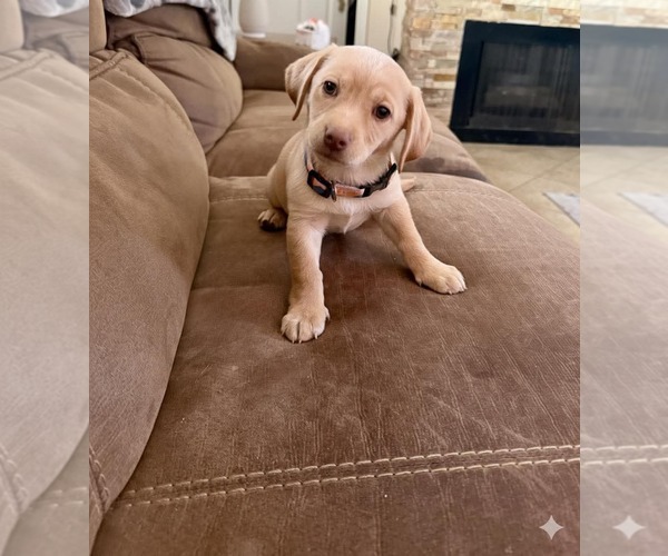 Medium Photo #1 Dachshund Puppy For Sale in Menifee, CA, USA
