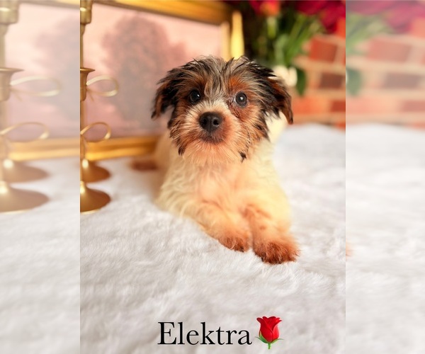Medium Photo #27 Yorkshire Terrier Puppy For Sale in MURFREESBORO, TN, USA