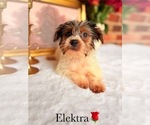 Small #26 Yorkshire Terrier