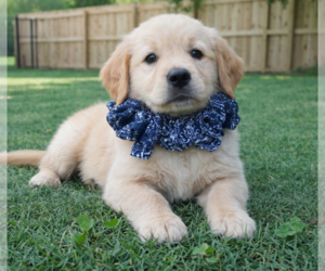 Golden Retriever Dogs for adoption in Grovertown, IN, USA