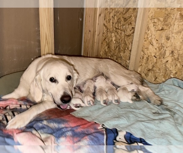 Medium Photo #1 English Cream Golden Retriever Puppy For Sale in MOUNTAIN HOME, AR, USA