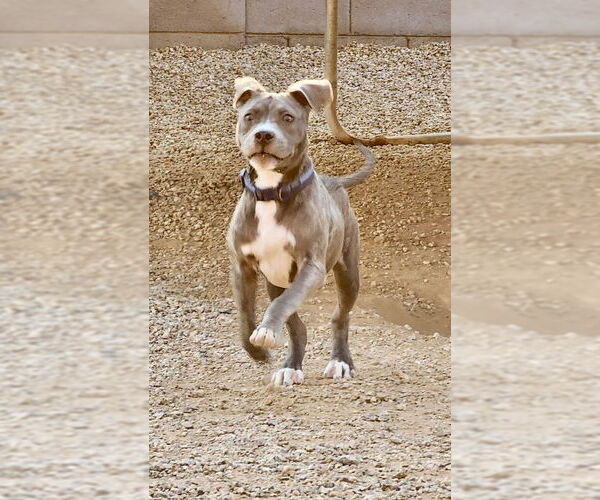 Medium Photo #3 American Pit Bull Terrier-American Staffordshire Terrier Mix Puppy For Sale in Mesa, AZ, USA
