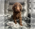 Small #11 Goldendoodle