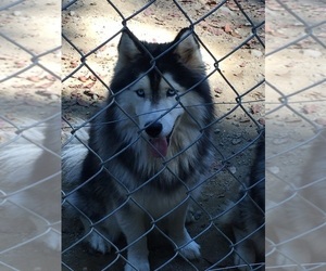 Siberian Husky Dogs for adoption in DUMMERSTON, VT, USA