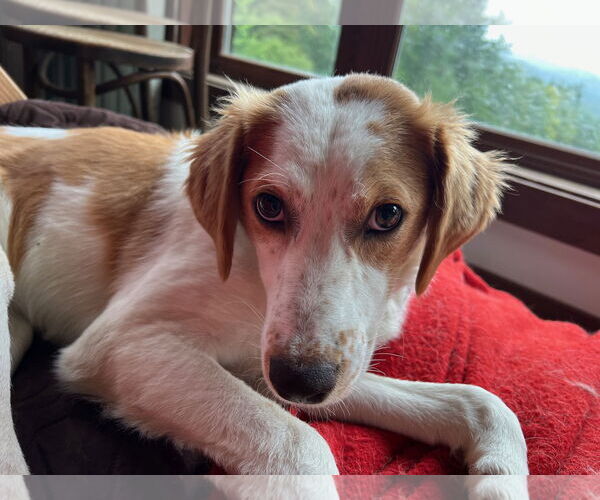Medium Photo #2 Australian Shepherd-Great Pyrenees Mix Puppy For Sale in Middlesex, VT, USA