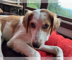 Small #1 Australian Shepherd-Great Pyrenees Mix