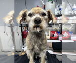 Small Mutt