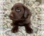 Small #4 Labrador Retriever