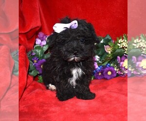 Maltipoo Puppy for sale in BARNESVILLE, KS, USA