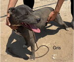 Small American Pit Bull Terrier Mix