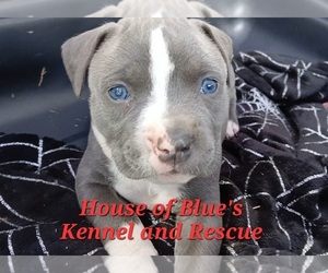American Pit Bull Terrier Puppy for sale in DELAWARE, OH, USA