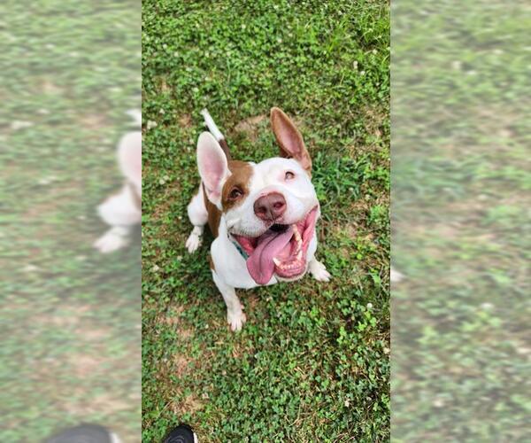Medium Photo #2 American Pit Bull Terrier Puppy For Sale in Belleville, IL, USA