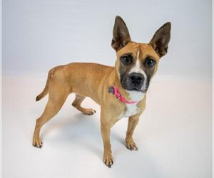Adina - Female Mutt Dog for Adoption - Photo #5