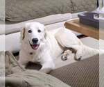 Small Great Pyrenees