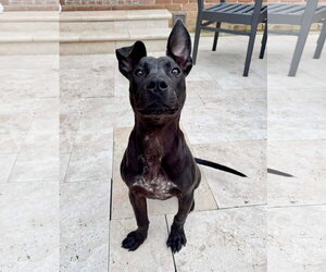 Ardmore - Male American Pit Bull Terrier-Unknown Mix Dog for Adoption - Photo #21
