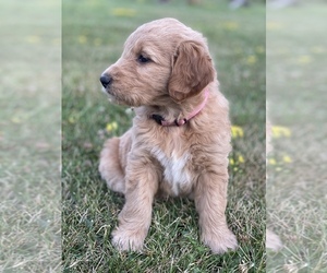 Goldendoodle Puppy for Sale in WATERTOWN, New York USA