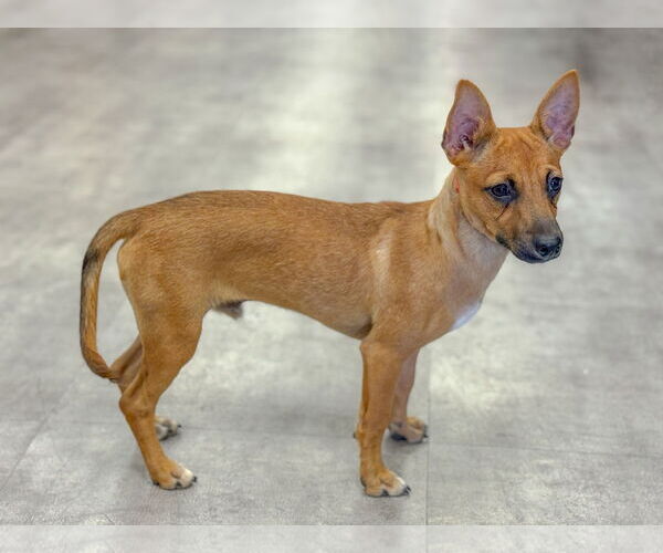 Medium Photo #2 Mutt Puppy For Sale in PIPE CREEK, TX, USA