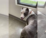 Small #31 American Pit Bull Terrier Mix