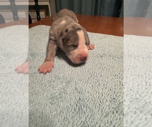 Medium Photo #16 Great Dane Puppy For Sale in RANSOMVILLE, NY, USA