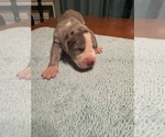 Small #15 Great Dane