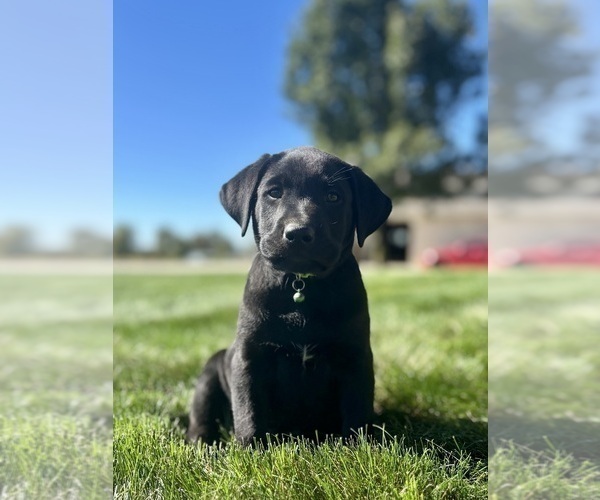 Medium Photo #1 Labrador Retriever Puppy For Sale in FREDERICKSBG, OH, USA