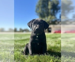 Labrador Retriever Dog for Adoption in FREDERICKSBG, Ohio USA