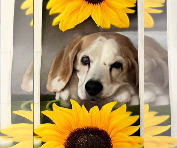 Medium Photo #1 Beagle Puppy For Sale in Apple Valley, CA, USA