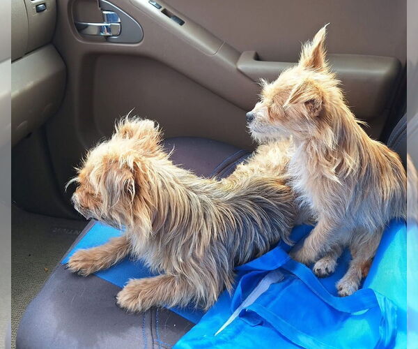 Medium Photo #2 Mutt Puppy For Sale in Grafton, WI, USA