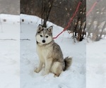 Small Photo #1 Alaskan Klee Kai-Pomsky Mix Puppy For Sale in STAPLES, MN, USA