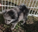 Small Photo #8 Pomeranian Puppy For Sale in DECATUR, TX, USA