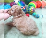 Small #3 Cavapoo
