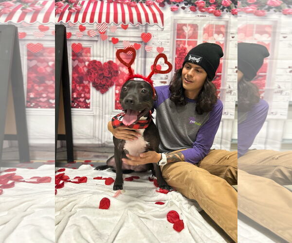 Medium Photo #21 American Staffordshire Terrier-Unknown Mix Puppy For Sale in Rosenberg, TX, USA