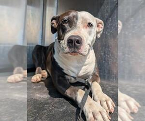 American Staffordshire Terrier-Unknown Mix Dogs for adoption in San Antonio, TX, USA