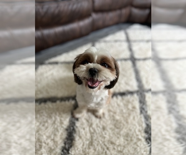 Medium Photo #1 Shih Tzu Puppy For Sale in HUNTERTOWN, IN, USA