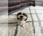 Small Photo #1 Shih Tzu Puppy For Sale in HUNTERTOWN, IN, USA