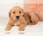 Small #2 Golden Retriever