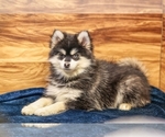 Small #2 Pomsky