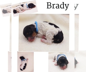 Aussiedoodle Miniature -Poodle (Standard) Mix Puppy for sale in MILLVILLE, MN, USA