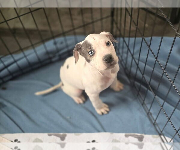 Medium Photo #4 Mutt Puppy For Sale in New London, WI, USA