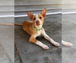 Small #8 Basenji-Labrador Retriever Mix