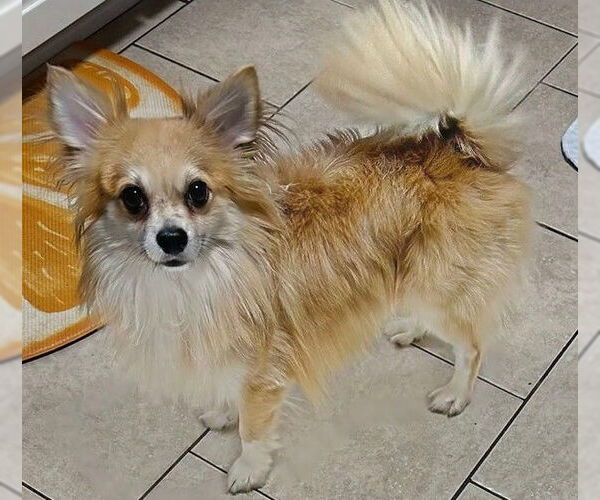 Medium Photo #4 Chiranian Puppy For Sale in Lebanon, PA, USA