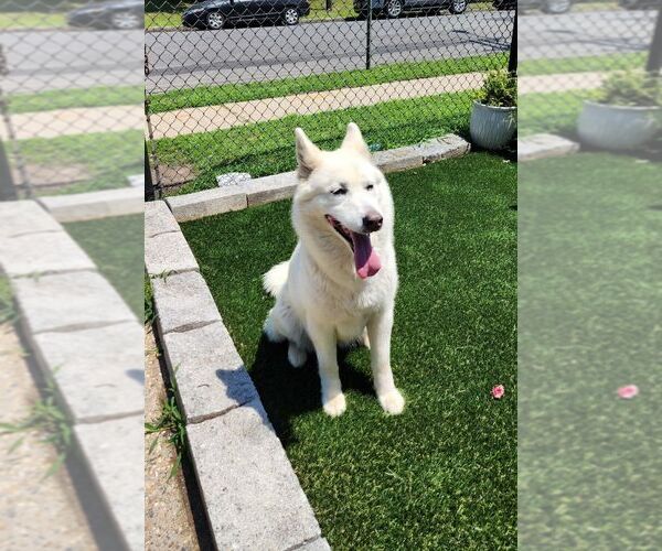 Medium Photo #3 Siberian Husky Puppy For Sale in Perth Amboy, NJ, USA