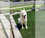 Small #2 Siberian Husky