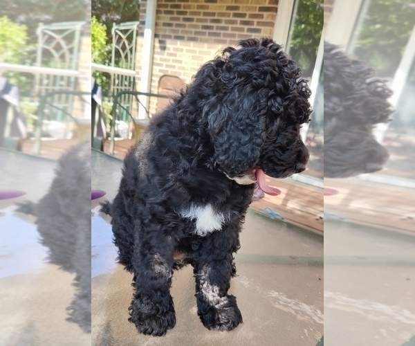 Medium Photo #6 Bernedoodle (Miniature) Puppy For Sale in WILLOWBROOK, IL, USA