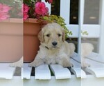 Small Photo #4 Goldendoodle Puppy For Sale in MIFFLINBURG, PA, USA